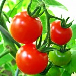 Rezept-gratinierte-Tomaten