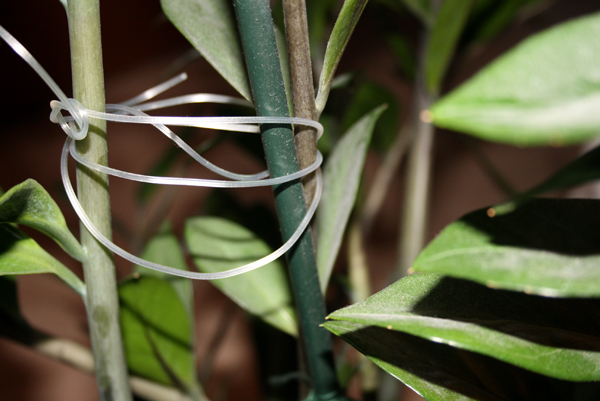 Mit unbenutzten Schläuchen von Infusionssets lassen sich Pflanzen prima an einer Stütze befestigen.  